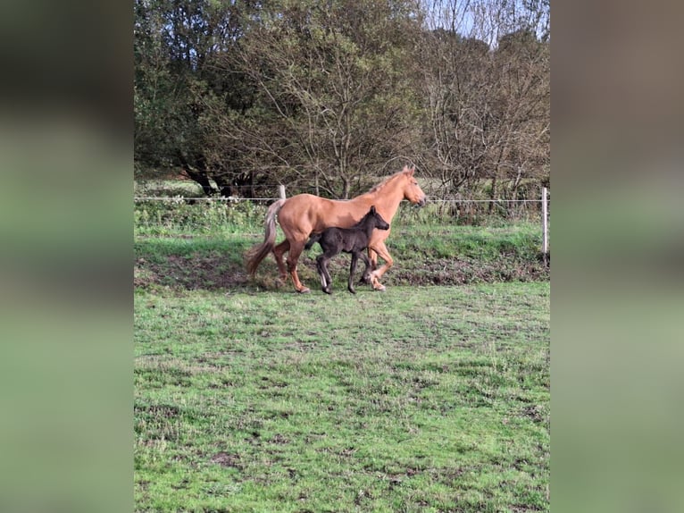 Cruzado Croisé Jument 14 Ans 158 cm Palomino in Santiago De Compostela