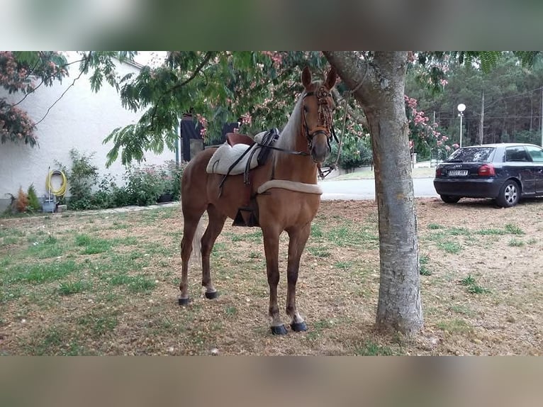 Cruzado Croisé Jument 14 Ans 158 cm Palomino in Santiago De Compostela