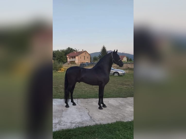 Cruzado Croisé Jument 14 Ans 158 cm Palomino in Santiago De Compostela