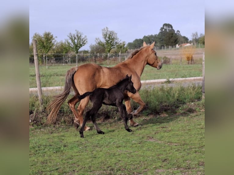 Cruzado Croisé Jument 14 Ans 158 cm Palomino in Santiago De Compostela