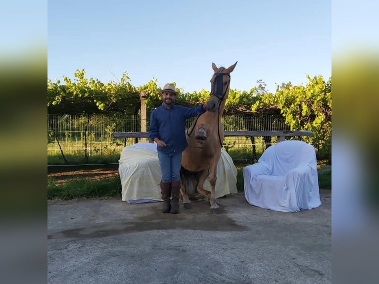 Cruzado Croisé Jument 14 Ans 158 cm Palomino in Santiago De Compostela