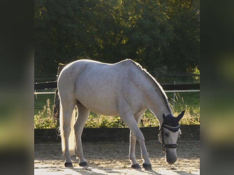 Cruzado Jument 15 Ans 142 cm Gris moucheté in Dortmund