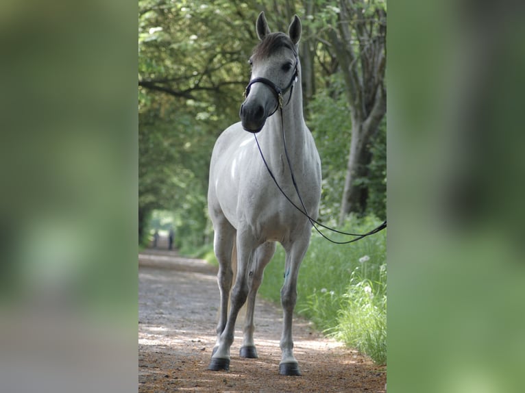 Cruzado Jument 15 Ans 142 cm Gris moucheté in Dortmund