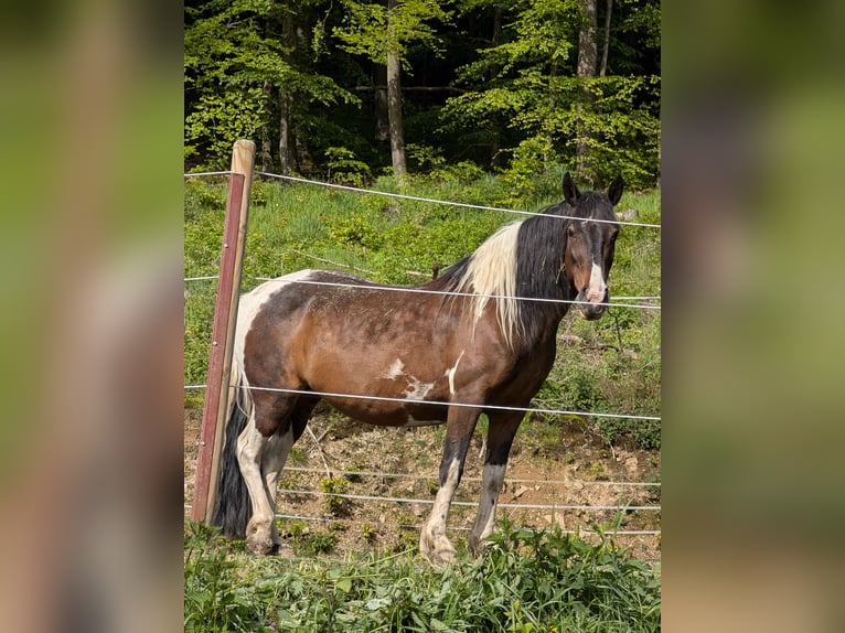Cruzado Jument 15 Ans 148 cm Pinto in Eschenburg