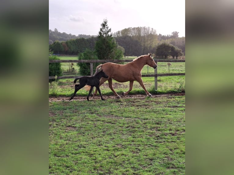Cruzado Croisé Jument 15 Ans 158 cm Palomino in Santiago De Compostela