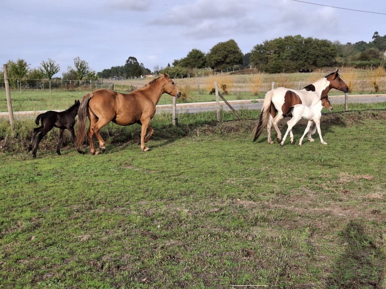 Cruzado Croisé Jument 15 Ans 158 cm Palomino in Santiago De Compostela