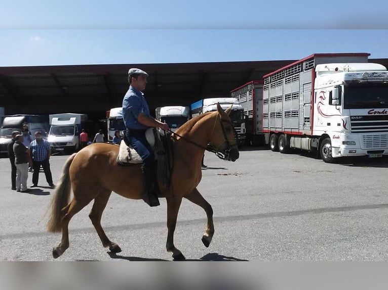 Cruzado Croisé Jument 15 Ans 158 cm Palomino in Santiago De Compostela