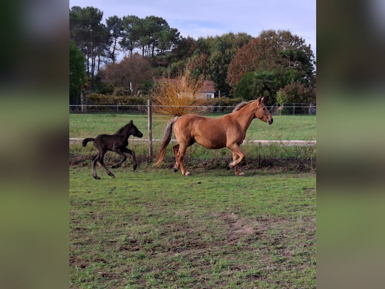 Cruzado Croisé Jument 15 Ans 158 cm Palomino in Santiago De Compostela