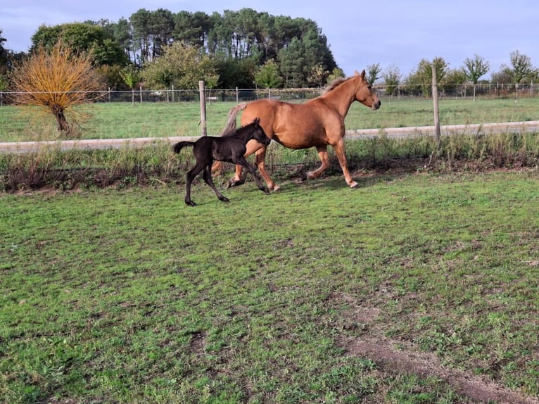 Cruzado Croisé Jument 15 Ans 158 cm Palomino in Santiago De Compostela