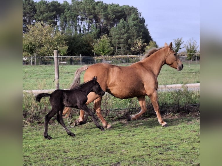 Cruzado Croisé Jument 15 Ans 158 cm Palomino in Santiago De Compostela