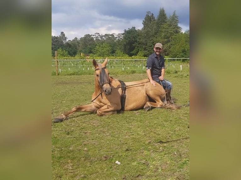 Cruzado Croisé Jument 15 Ans 158 cm Palomino in Santiago De Compostela