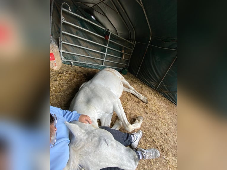 Cruzado Jument 15 Ans 160 cm Gris in Rheinstetten