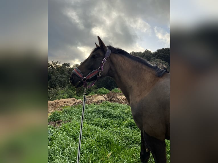Cruzado Croisé Jument 15 Ans 160 cm Noir in Premia De Dalt