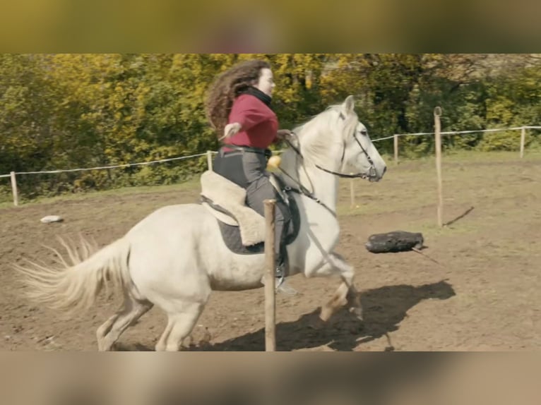 Cruzado Jument 15 Ans 165 cm Gris in Saint-Saturnin-du-Limet