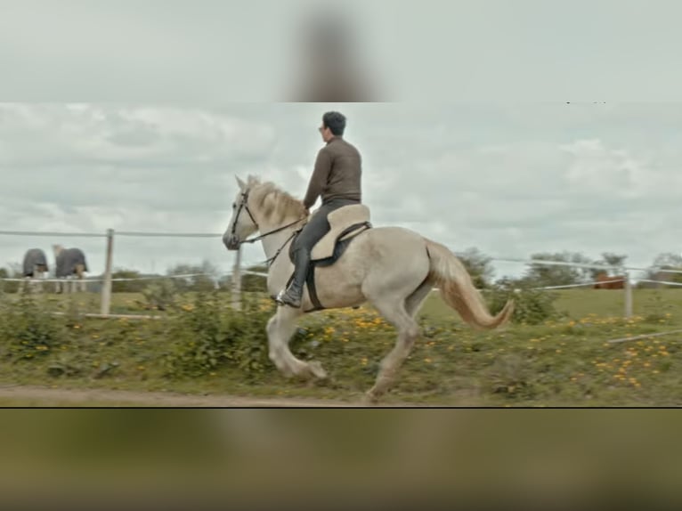 Cruzado Jument 15 Ans 165 cm Gris in Saint-Saturnin-du-Limet