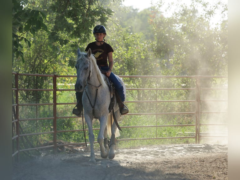 Cruzado Jument 15 Ans 165 cm Gris in San Secondo Parmense