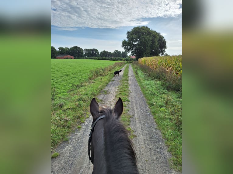 Cruzado Jument 19 Ans 153 cm Noir in Vrees