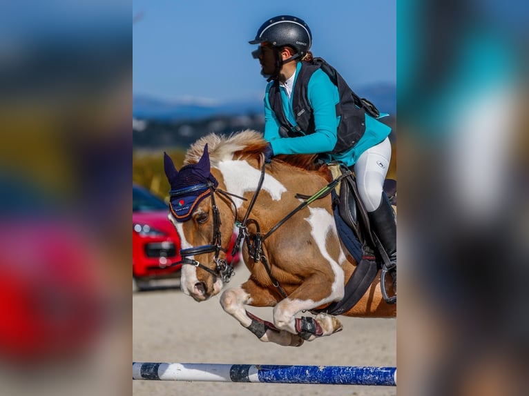 Cruzado Jument 19 Ans in Bosque, El (Urbanizacion)