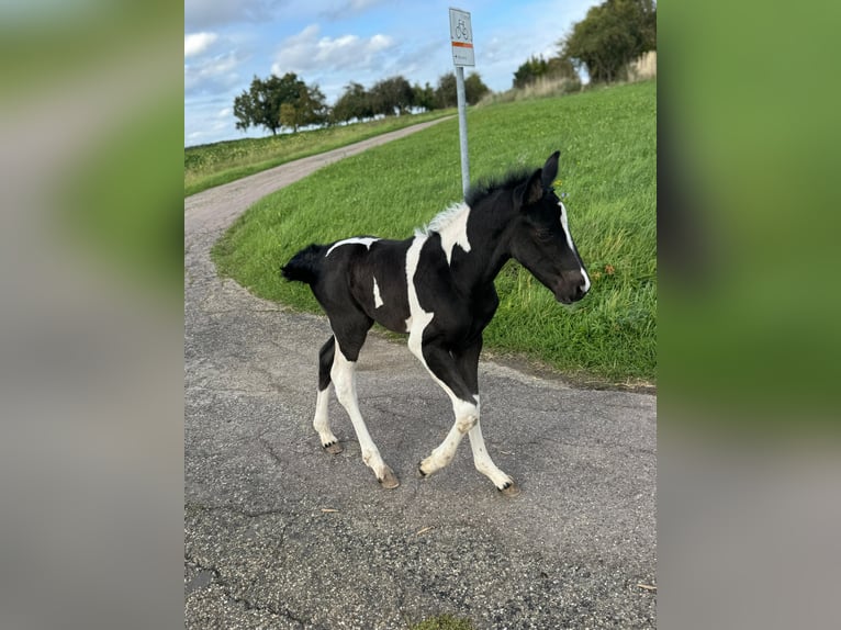 Cruzado Croisé Jument 1 Année 160 cm Tobiano-toutes couleurs in Kupferzell