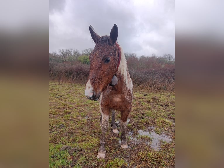 Cruzado Croisé Jument 2 Ans Pinto in Grado