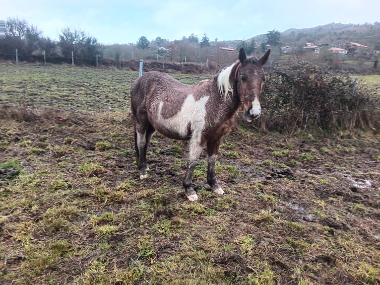 Cruzado Croisé Jument 2 Ans Pinto in Grado