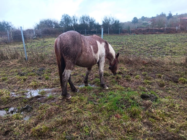 Cruzado Croisé Jument 2 Ans Pinto in Grado