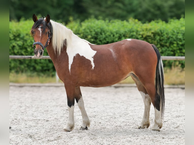 Cruzado Jument 3 Ans 135 cm Pinto in Neustadt (Wied)