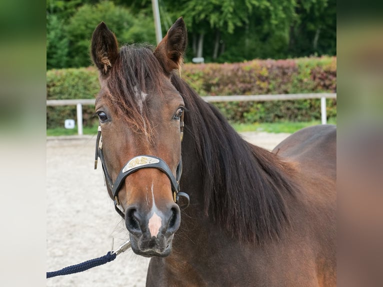 Cruzado Jument 3 Ans 145 cm Bai brun in Neustadt (Wied)