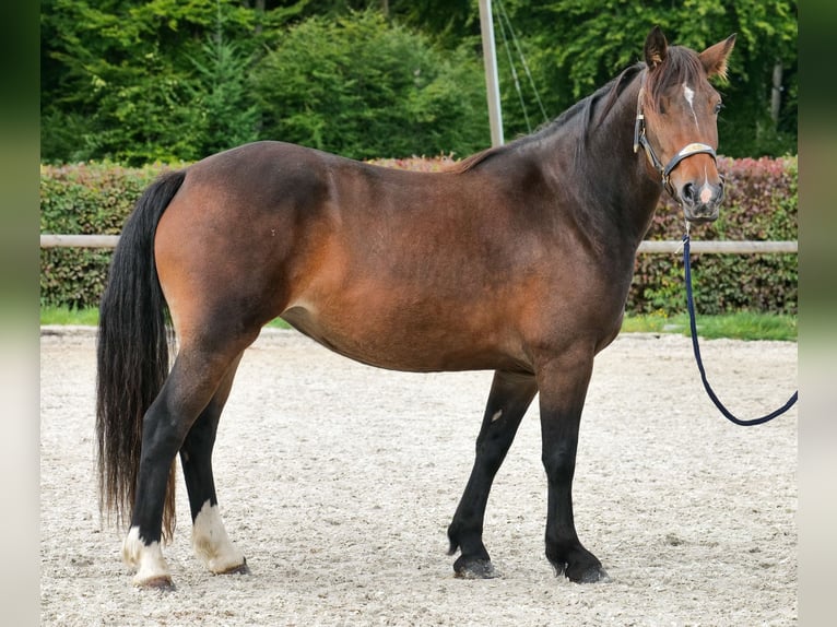 Cruzado Jument 3 Ans 145 cm Bai brun in Neustadt (Wied)