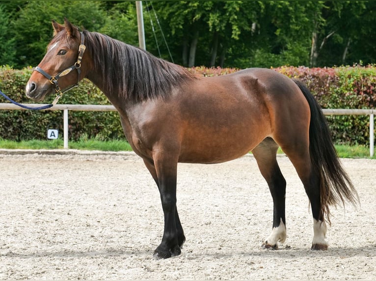 Cruzado Jument 3 Ans 145 cm Bai brun in Neustadt (Wied)