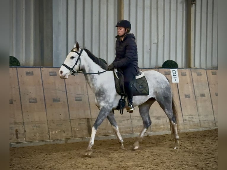 Cruzado Jument 3 Ans 150 cm Gris pommelé in Neustadt (Wied)