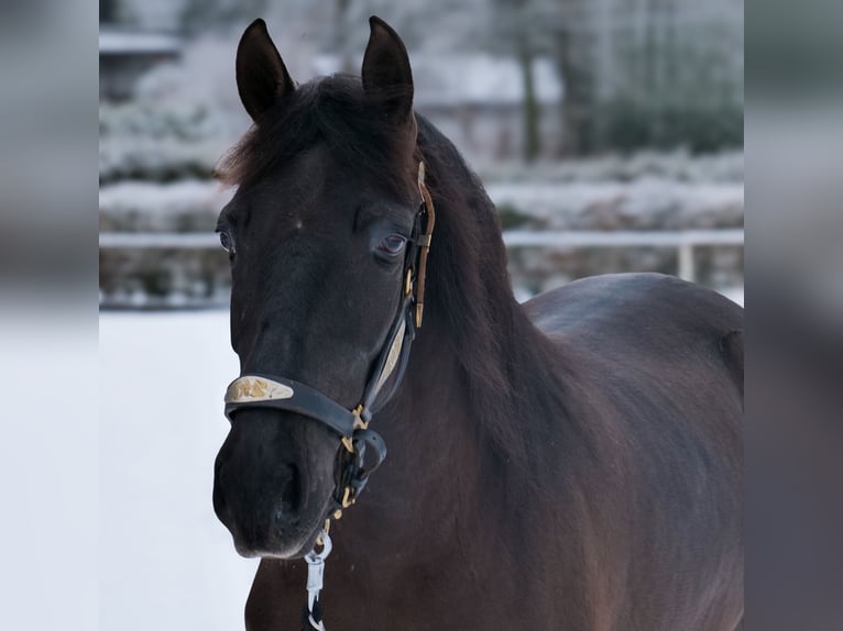 Cruzado Jument 3 Ans 150 cm Noir in Neustadt (Wied)