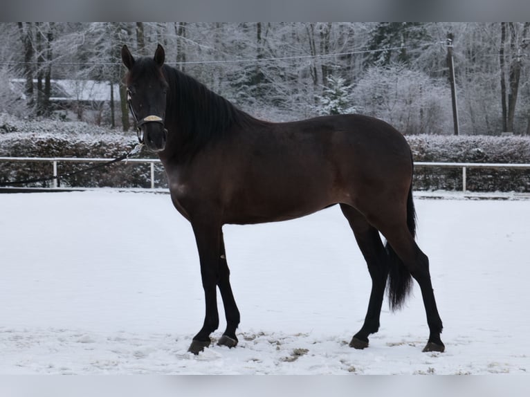 Cruzado Jument 3 Ans 150 cm Noir in Neustadt (Wied)