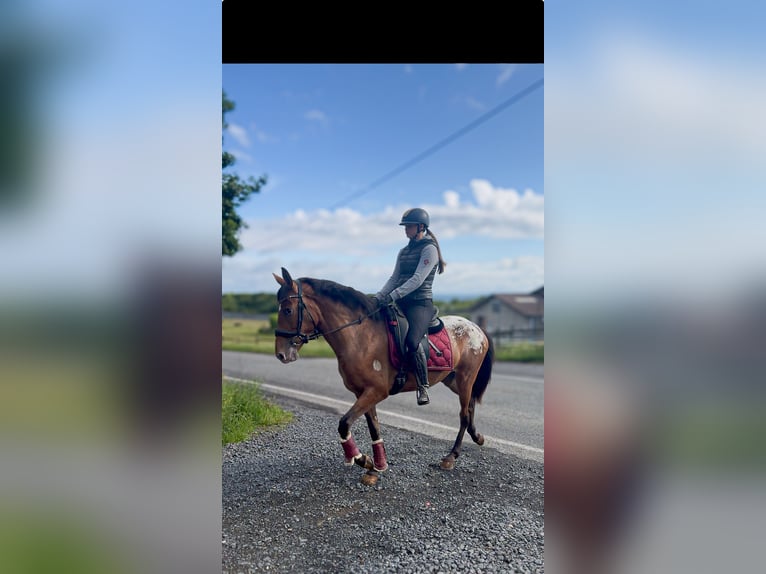 Cruzado Jument 3 Ans 153 cm Léopard in Neustadt (Wied)