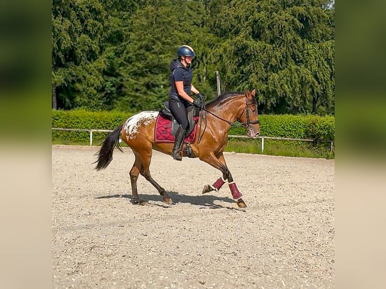 Cruzado Jument 3 Ans 153 cm Léopard in Neustadt (Wied)