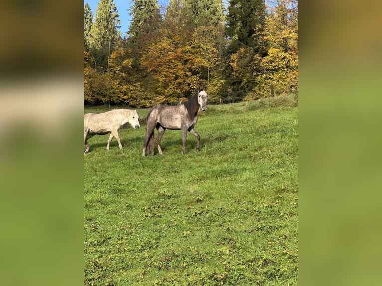Cruzado Jument 3 Ans 154 cm Gris in Ch&#xE2;telat