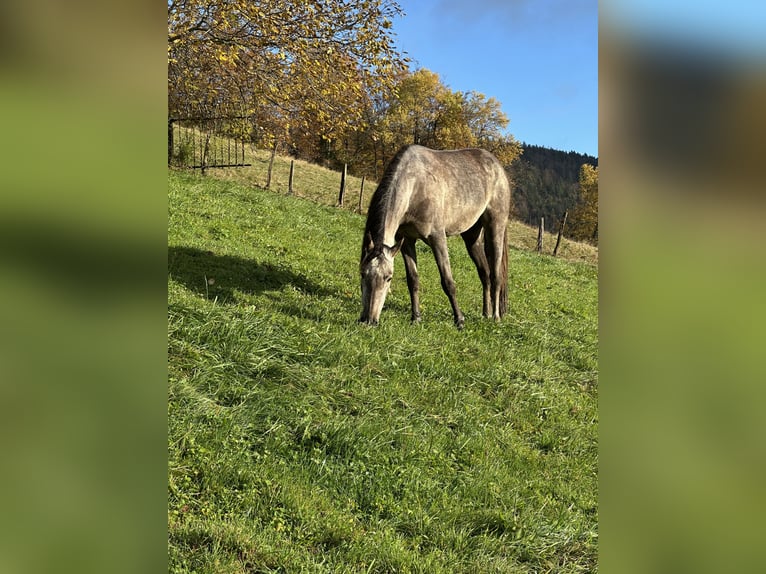 Cruzado Jument 3 Ans 154 cm Gris in Ch&#xE2;telat