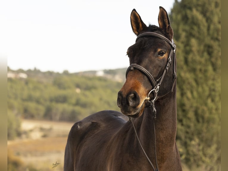 Cruzado Jument 3 Ans 160 cm Bai in Subirats