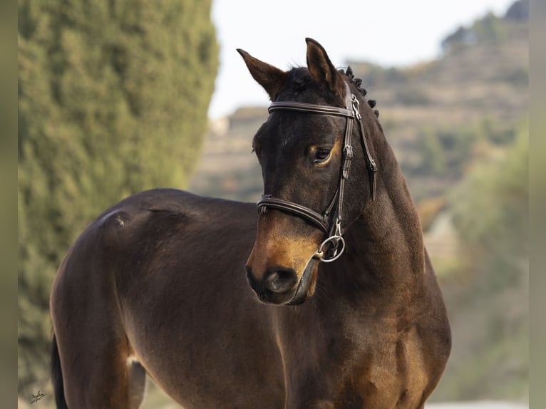 Cruzado Jument 3 Ans 160 cm Bai in Subirats