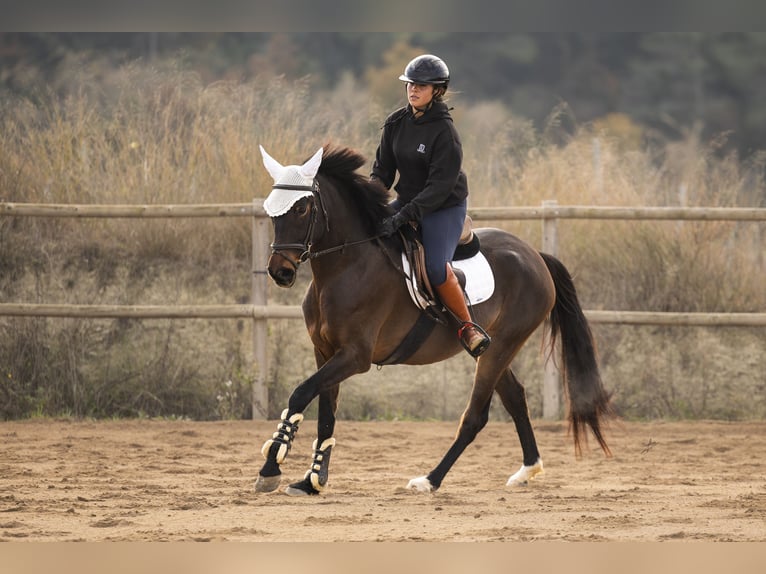 Cruzado Jument 3 Ans 160 cm Bai in Subirats