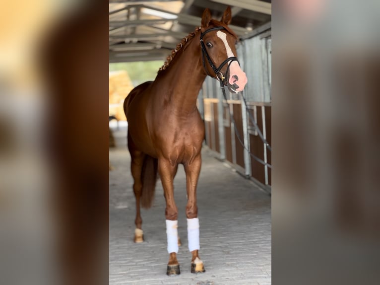 Cruzado Jument 3 Ans 162 cm Alezan in Puente Genil (C&#xF3;rdoba)