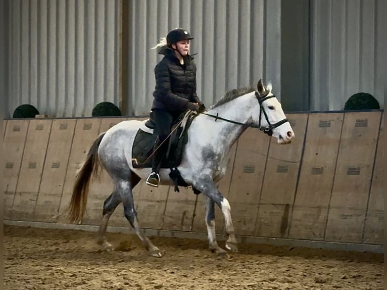 Cruzado Jument 4 Ans 150 cm Gris pommelé in Neustadt (Wied)