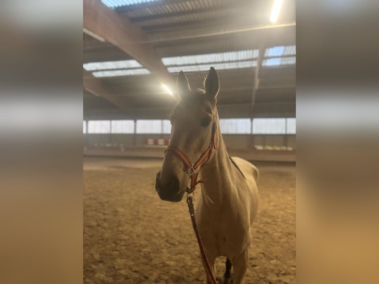 Cruzado Jument 4 Ans 152 cm Isabelle in Kupferzell-L&#xF6;cherholz