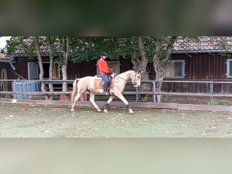 Cruzado Jument 4 Ans 153 cm Palomino in Abtsgmünd