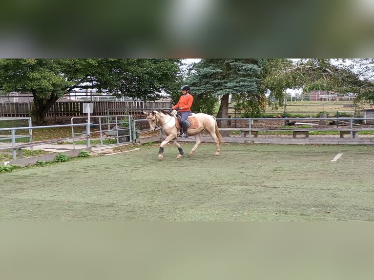 Cruzado Jument 4 Ans 153 cm Palomino in Abtsgmünd