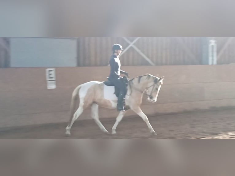 Cruzado Jument 4 Ans 153 cm Palomino in Abtsgmünd