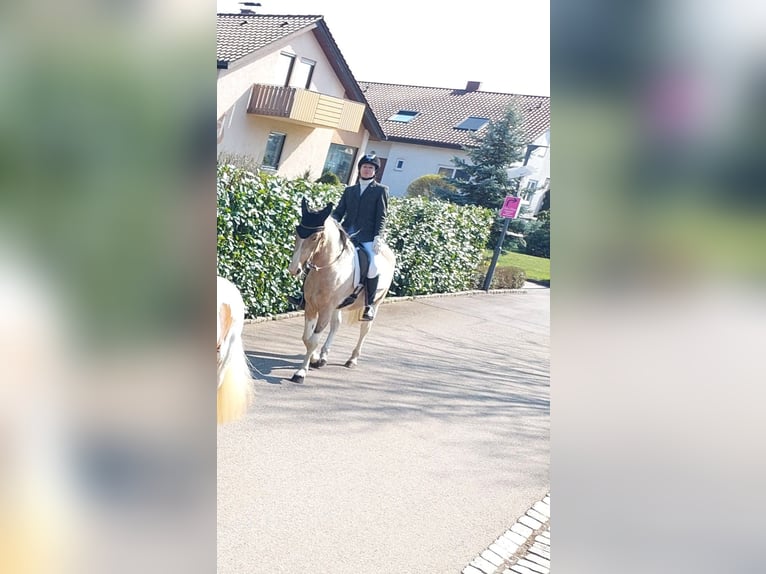 Cruzado Jument 4 Ans 153 cm Palomino in Abtsgmünd