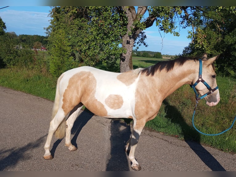 Cruzado Jument 4 Ans 153 cm Palomino in Abtsgmünd