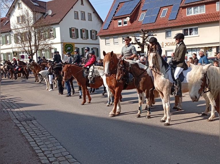 Cruzado Jument 4 Ans 153 cm Palomino in Abtsgmünd