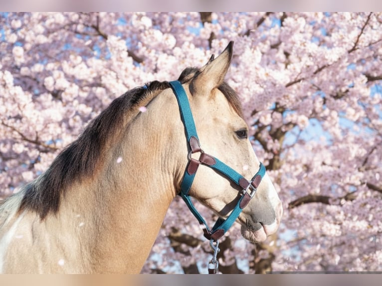 Cruzado Jument 4 Ans 153 cm Palomino in Abtsgmünd